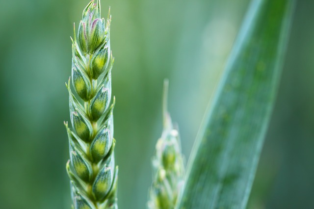 pšenice.jpg